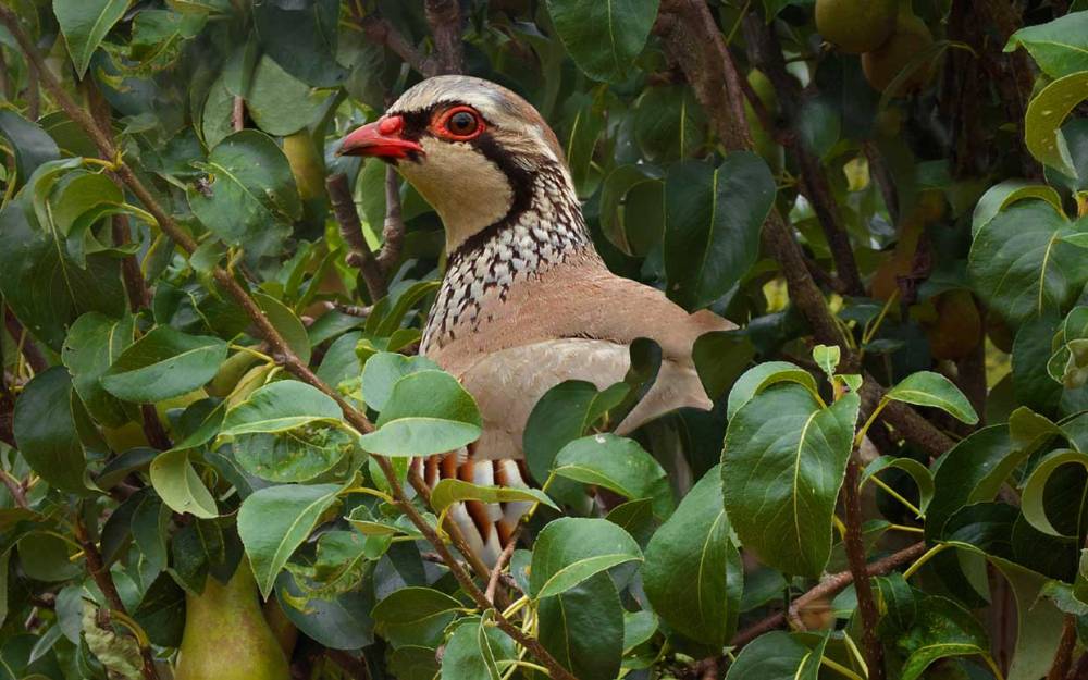 patridge-in-a-pear-tree-ftr