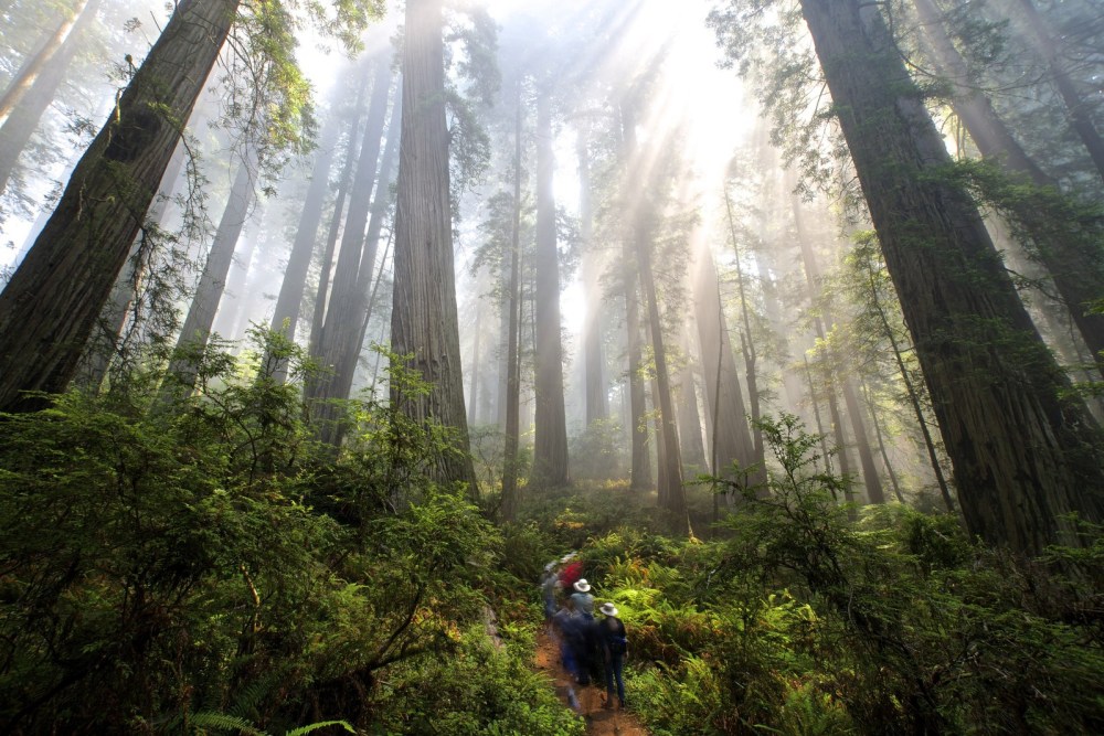 Save the Redwoods League Forest